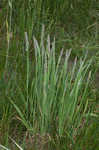 Common velvetgrass